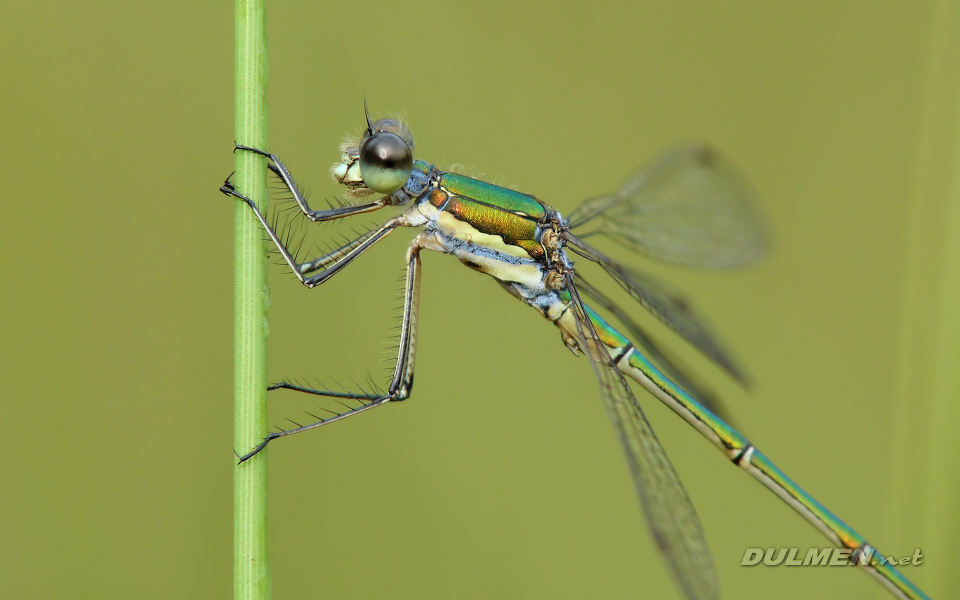 Small Spreadwing (Male, Lestes virens)